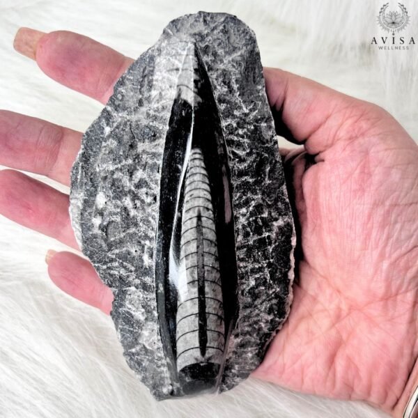 Orthoceras (single) - Image 5