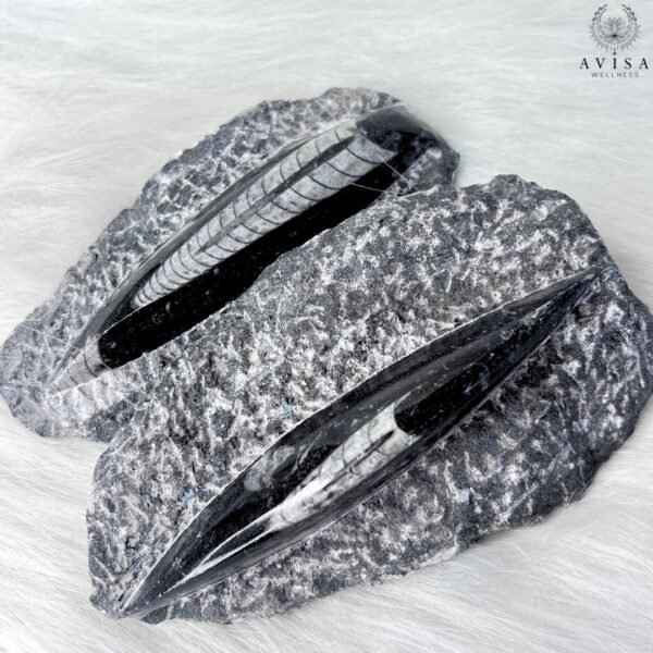 Orthoceras (single) - Image 4