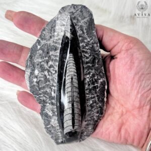 Orthoceras (single)