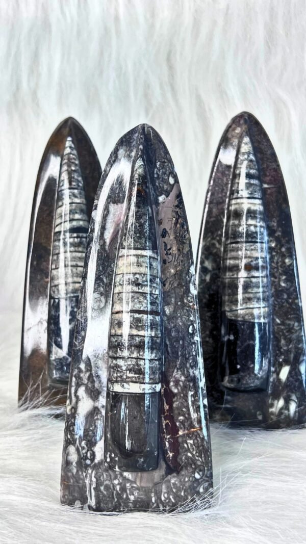 Orthoceras (standing)