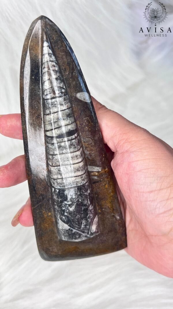 Orthoceras (standing) - Image 3