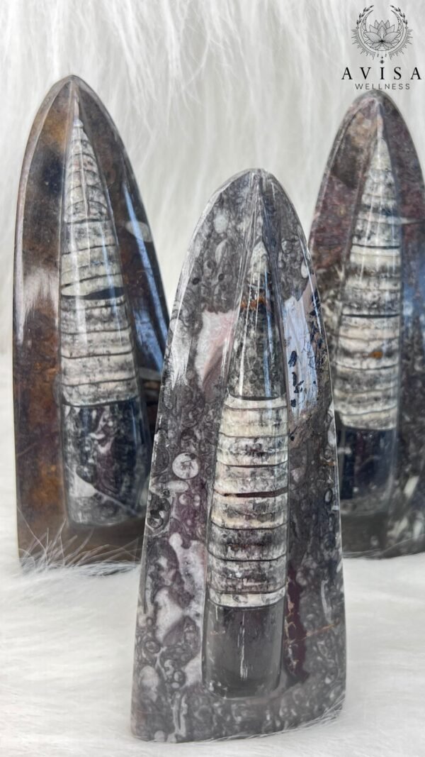 Orthoceras (standing) - Image 4