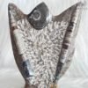 Orthoceras & Ammonite Natural Shield