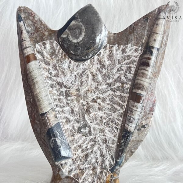 Orthoceras & Ammonite Natural Shield