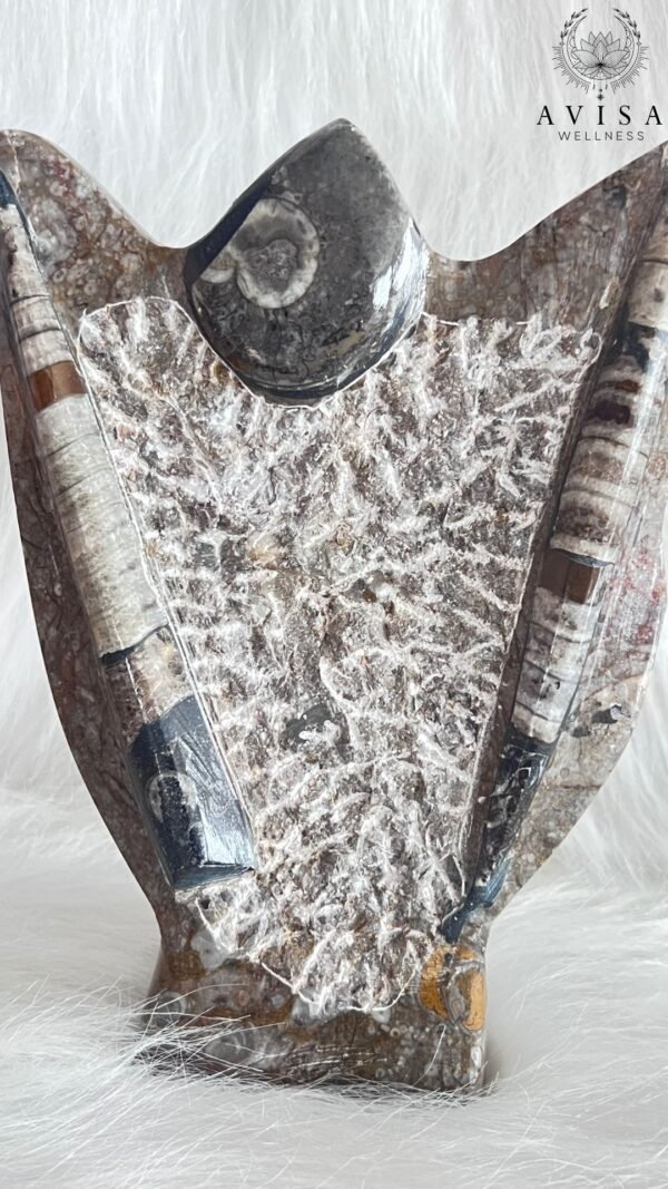 Orthoceras & Ammonite Natural Shield - Image 3
