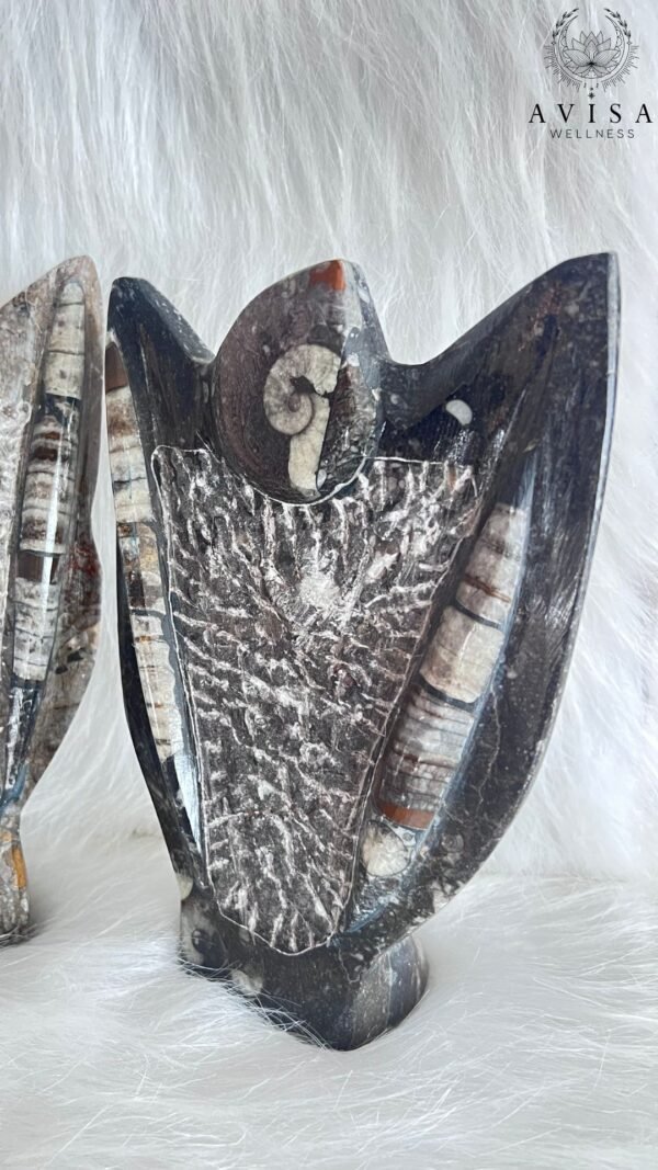 Orthoceras & Ammonite Natural Shield - Image 4