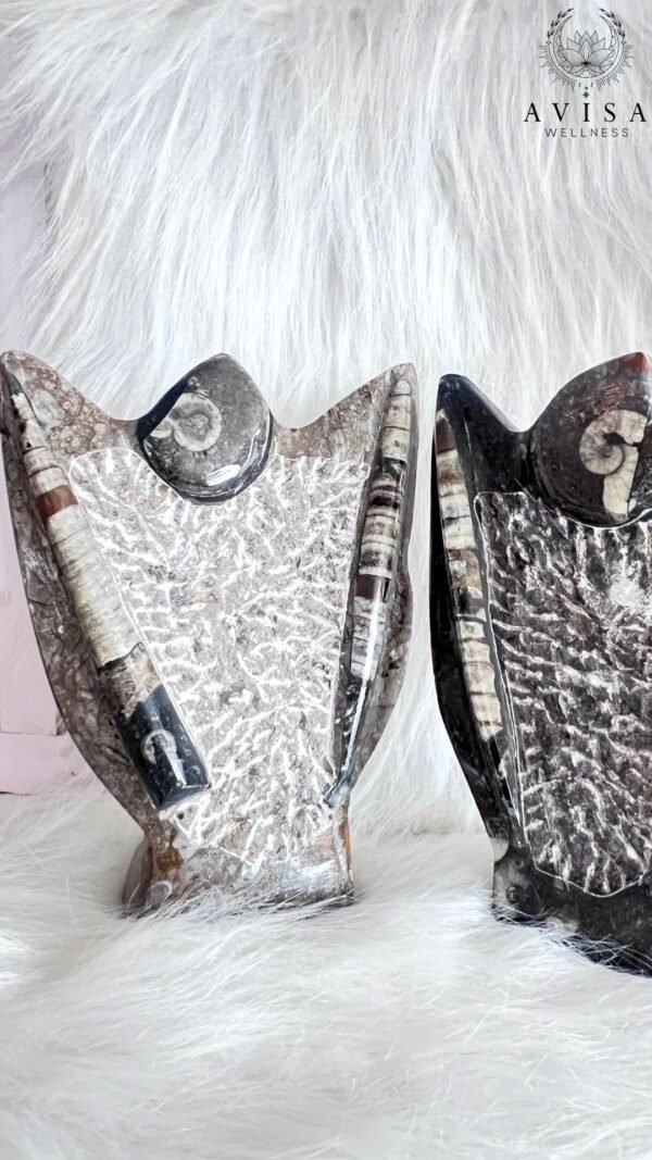 Orthoceras & Ammonite Natural Shield - Image 5